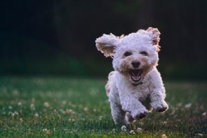 Why Safety Plays an Important Role in Your Dog’s Wellbeing?