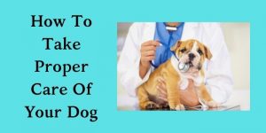 How To Take Proper Care Of Your Dog 2023