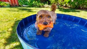 How to Keep Your Dog Cool in Hot Weather – Topblognews